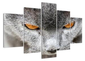 Mačka - obraz (Obraz 150x105cm)