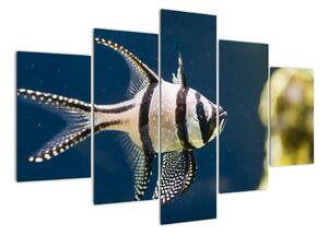 Ryba - obraz (Obraz 150x105cm)