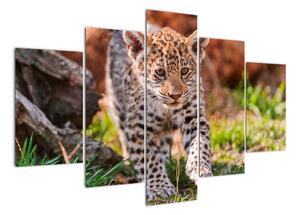 Mláďa leoparda - obraz do bytu (Obraz 150x105cm)