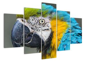 Papagáj - obraz (Obraz 150x105cm)