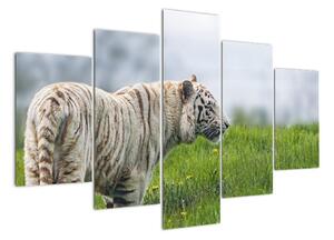 Tiger - obraz (Obraz 150x105cm)