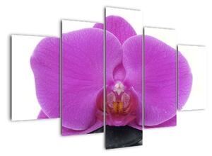 Orchidea - obraz (Obraz 150x105cm)
