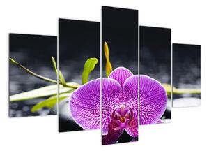 Kvet orchidey - obraz (Obraz 150x105cm)