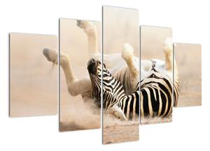 Obraz zebry (Obraz 150x105cm)