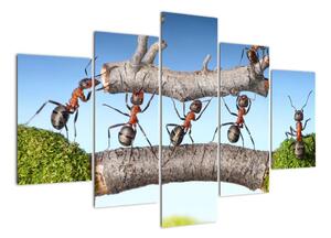 Obraz mravcov (Obraz 150x105cm)