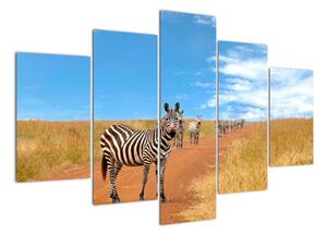 Zebra na ceste - obraz (Obraz 150x105cm)