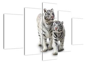 Tiger biely - obraz (Obraz 150x105cm)