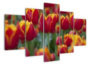 Tulipánové polia - obraz (Obraz 150x105cm)