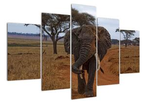 Obraz slona (Obraz 150x105cm)