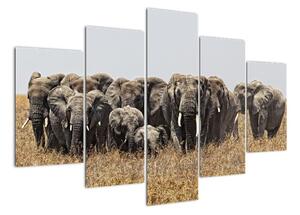 Stádo slonov - obraz (Obraz 150x105cm)