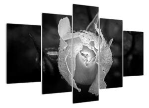 Obraz čiernobiele ruže (Obraz 150x105cm)