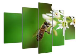 Fotka včely - obraz (Obraz 150x105cm)
