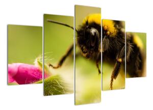 Včela - obraz (Obraz 150x105cm)