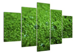 Detail trávy - obraz (Obraz 150x105cm)