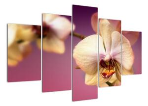 Obraz - orchidea (Obraz 150x105cm)