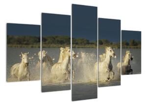Cválajúca kone, obraz (Obraz 150x105cm)