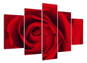 Detail červené ruže - obraz (Obraz 150x105cm)