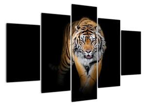 Tiger, obraz (Obraz 150x105cm)
