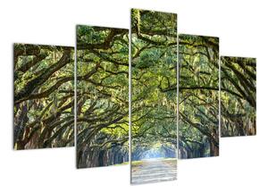 Aleje stromov - obraz (Obraz 150x105cm)