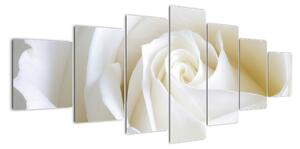 Obraz biele ruže (Obraz 210x100cm)