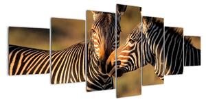 Obraz - zebry (Obraz 210x100cm)
