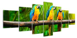 Moderný obraz - papagáje (Obraz 210x100cm)