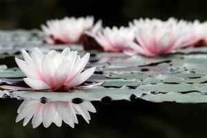 Samolepiaca fototapeta lotosový kvet