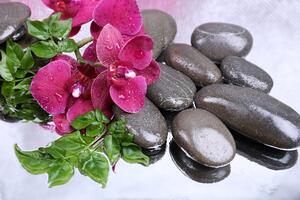 Fototapeta kvitnúca orchidea a wellness kamene