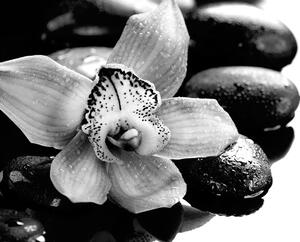 Fototapeta čiernobiela exotická orchidea
