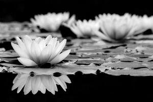 Fototapeta čiernobiely lotosový kvet