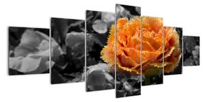Oranžový kvet na čiernobielom pozadí - obraz (Obraz 210x100cm)