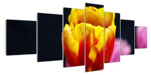 Obraz tulipánu (Obraz 210x100cm)
