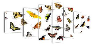 Obrazy motýľov (Obraz 210x100cm)