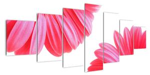 Obraz kvetín - astra (Obraz 210x100cm)