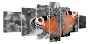 Oranžový motýľ - obraz (Obraz 210x100cm)