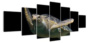 Obraz plávajúce korytnačky (Obraz 210x100cm)