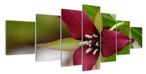 Kvitnúca rastlina - obrazy do domu (Obraz 210x100cm)