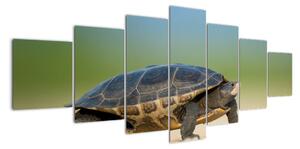 Obraz korytnačky - moderné obrazy (Obraz 210x100cm)