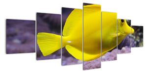 Obraz - žlté ryby (Obraz 210x100cm)