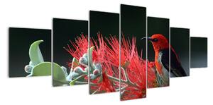 Obraz vtákov - červená (Obraz 210x100cm)