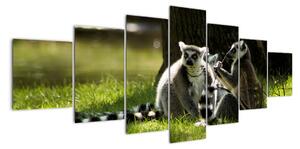 Obraz lemurov (Obraz 210x100cm)