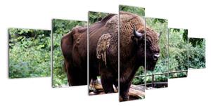 Obraz s americkým bizónom (Obraz 210x100cm)