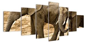 Slon, obraz (Obraz 210x100cm)