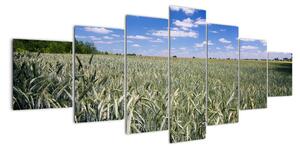 Pole pšenice - obraz (Obraz 210x100cm)