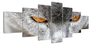 Mačka - obraz (Obraz 210x100cm)