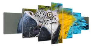 Papagáj - obraz (Obraz 210x100cm)