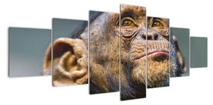 Opica - obrazy (Obraz 210x100cm)