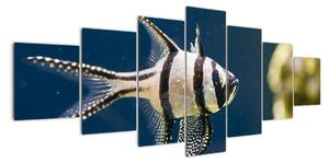 Ryba - obraz (Obraz 210x100cm)