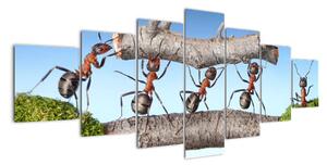 Obraz mravcov (Obraz 210x100cm)