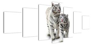 Tiger biely - obraz (Obraz 210x100cm)